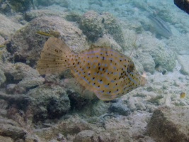 Scrawled Filefish IMG 5510